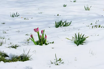 Papier Peint photo Crocus snowdrops crocus flowers in the snow Thaw