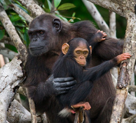 A female chimpanzee with a baby on mangrove trees. Republic of the Congo. Conkouati-Douli Reserve. An excellent illustration.