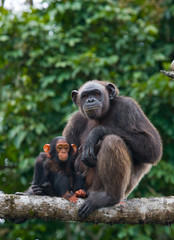 A female chimpanzee with a baby on mangrove trees. Republic of the Congo. Conkouati-Douli Reserve. An excellent illustration.
