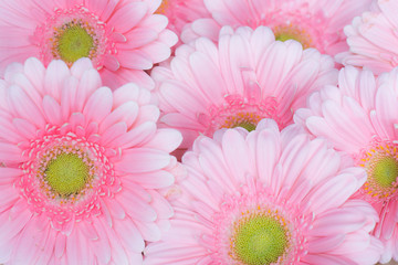 Close-up macro of a bouquet of pink gerbera flowers