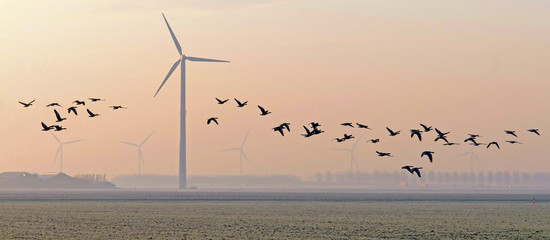 Flock of geese flying over a field in winter
