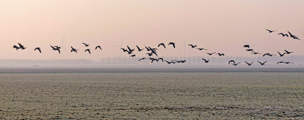 Flock of geese flying over a field in winter