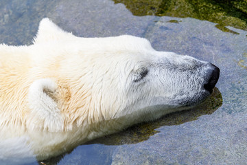 Obraz na płótnie Canvas White Polar Bear Relaxing In Water