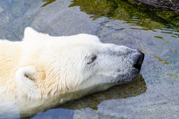 White Polar Bear Relaxing In Water