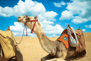 The camel feels great in desert, despite the heat, Giza, Egypt.