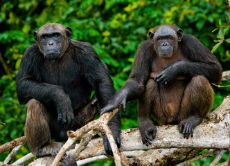 Group chimpanzee sitting on mangrove branches. Republic of the Congo. Conkouati-Douli Reserve. An excellent illustration.