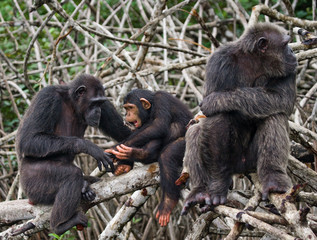Group chimpanzee  sitting on mangrove branches. Republic of the Congo. Conkouati-Douli Reserve. 