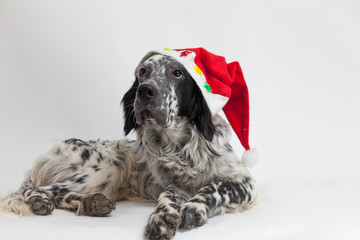 Ritratto di un cane setter inglese con cappello di babbo Natale. Sfondo bianco