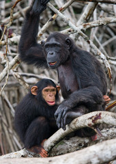 A female chimpanzee with a baby on mangrove trees. Republic of the Congo. Conkouati-Douli Reserve. An excellent illustration.