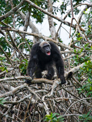 Chimpanzee on mangrove branches. Republic of the Congo. Conkouati-Douli Reserve. An excellent illustration.