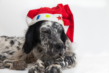 Ritratto di un cane setter inglese con cappello di babbo Natale. Sfondo bianco