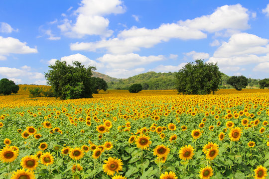 Field of blooming sunflowers near Khao Yai National Park in Thailand.