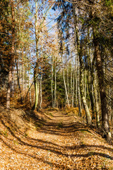 Forest road in autumn