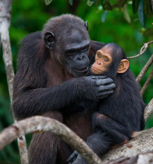 A female chimpanzee with a baby on mangrove trees. Republic of the Congo. Conkouati-Douli Reserve....