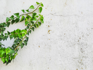 Sprout with green leaves on side of old white wall background with space for copy text