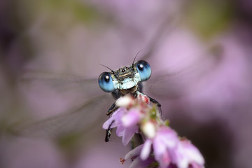 Emerald damselfly, Lestes sponsa