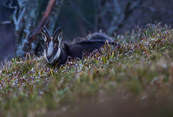 chamois des Vosges