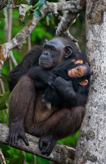 A female chimpanzee with a baby on mangrove trees. Republic of the Congo. Conkouati-Douli Reserve. An excellent illustration.