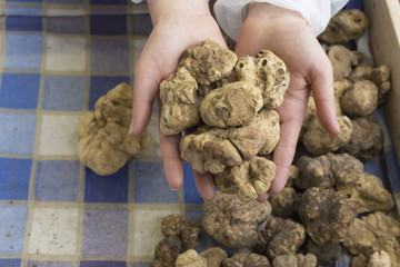 White truffle from Alba, Italy