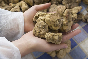 White truffle from Alba, Italy - 98440292