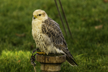 Greifvogel