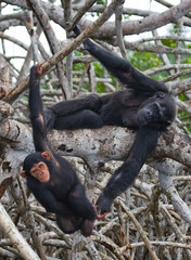 A female chimpanzee with a baby on mangrove trees. Republic of the Congo. Conkouati-Douli Reserve. An excellent illustration.
