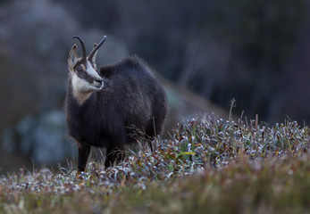 chamois des Vosges