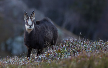 chamois des Vosges