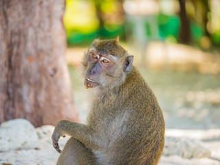 Monkey on the beach, Karon beach, Phuket, Tailand