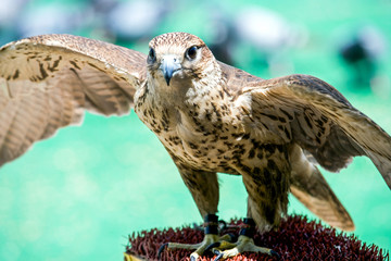 Qatar, Doha, a falcon in the Souq Wakif in the old city center