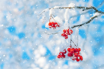 Red rowan berries covered with snow and hoarfrost - obrazy, fototapety, plakaty