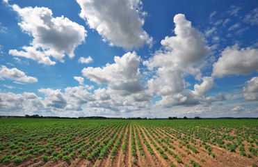 Fototapeta na wymiar Beautiful landscape with field of potatos and cloudy blue sky.