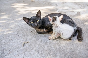 Close up A baby white stray cat and black mom cat in a thailand temple - little cat Sleepy with mom 