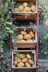 Crates of potatoes exposed for sale