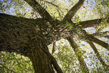 Tree Branches with Leaves
