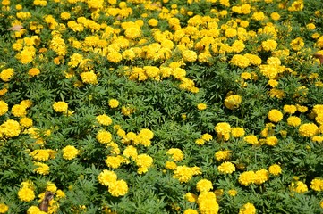 yellow marigold flower in nature garden
