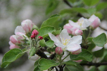 Spring Flowers in Moscow, year 2014