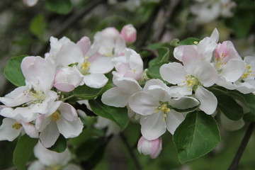 Spring Flowers in Moscow, year 2014