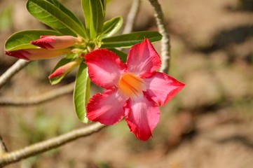 pink Adenium obesum flower in garden