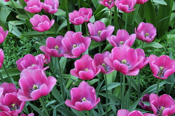 Obraz premium Spring Flowers in Moscow, year 2014