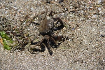 Crab on the sand, summer 2014