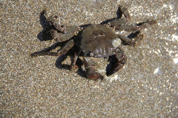 Crab on the sand, summer 2014