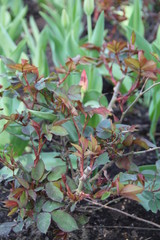 Spring Flowers in Moscow, year 2014