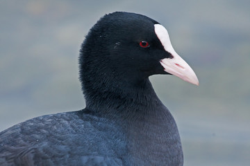 Close-up of Eurasian coot (Fulica atra)
