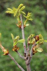 Spring Flowers in Moscow, year 2014
