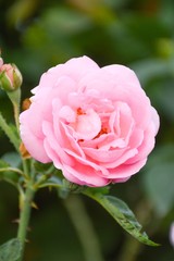 Obraz premium pink damask rose flower in garden