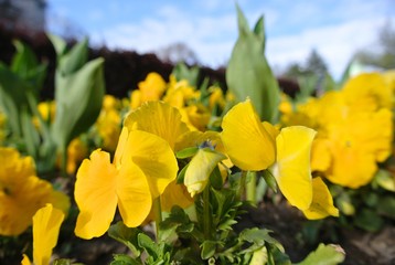 Colorful yellow spring flowers (garden pansies) in a park, on a sunny afternoon in early spring.