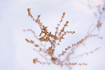 abdtract floral background