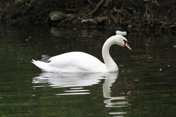 Naklejka premium Pond birds in the Moscow, spring 2014