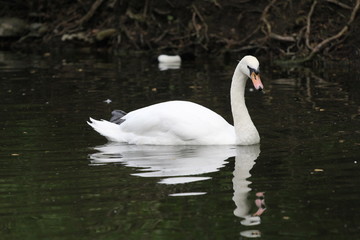 Fototapeta premium Pond birds in the Moscow, spring 2014